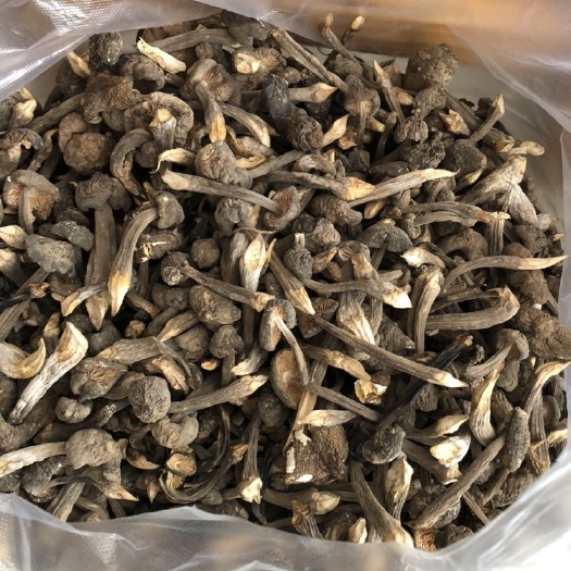 五原县 内蒙巴彦淖尔市自产自销鸡枞菌，营养美味爽脆甜，干菇鲜菇都有