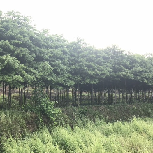 重庆市金丝楠木，小叶桢楠，2到3公分，一手货源，