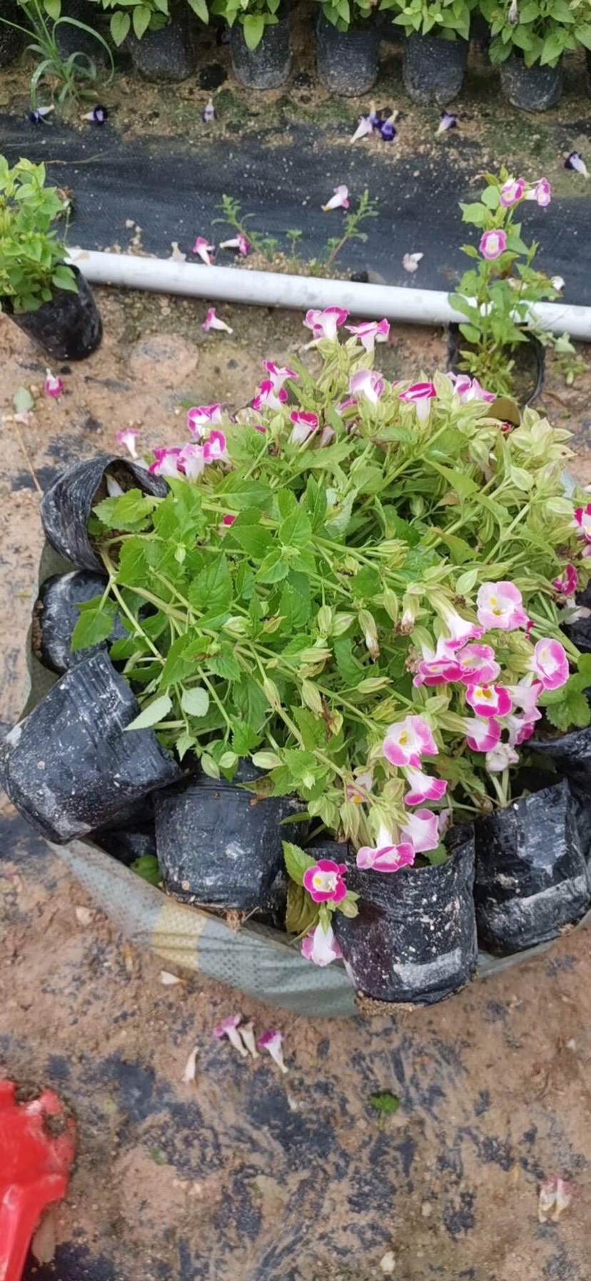  夏堇袋苗花型小巧花期长翠绿密集的叶繁茂的花朵 根系发达