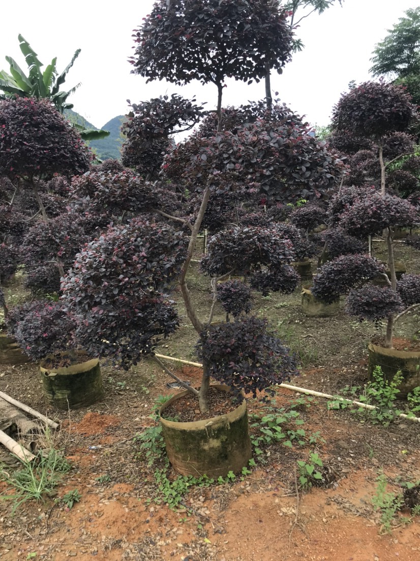 黑珍珠紅繼木  紅繼木球，紅花繼木球精品球50-120厘米都有貨，面議