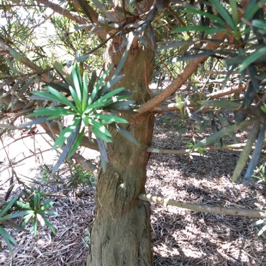 湛江 罗汉松日本罗汉松自家种植的底价出售