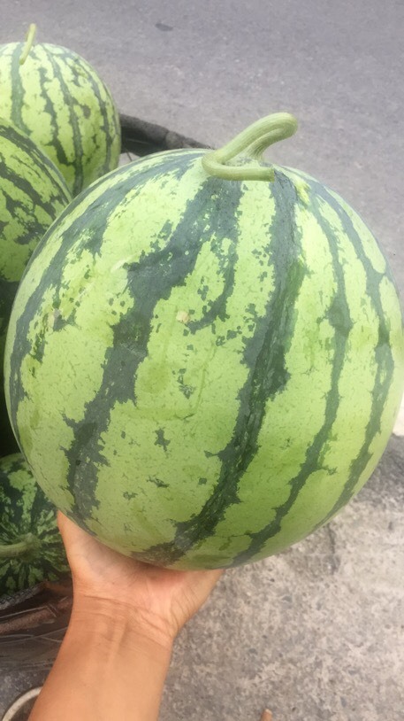溆浦县8424西瓜 8成熟 7斤打底 1茬