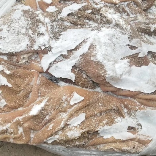 西宁黑黄不掉毛羊肚