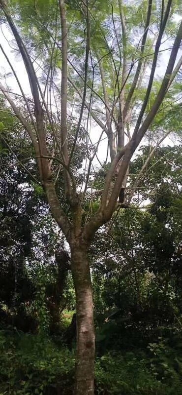 南靖县 蓝花楹及风铃木