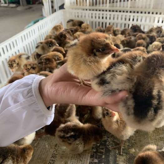 嘉祥县 青脚麻鸡苗