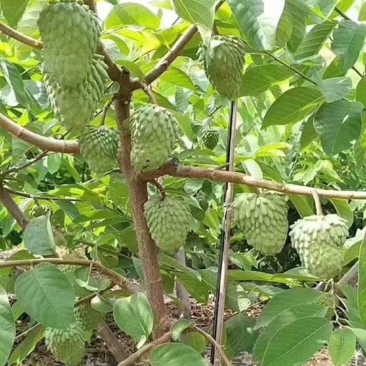 灵山县释迦果苗  凤梨释迦果苗  番荔枝释迦果苗 杯苗发货