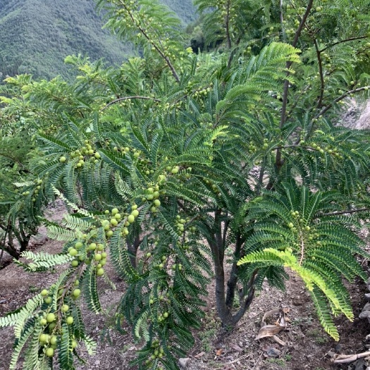 元江县 余甘果