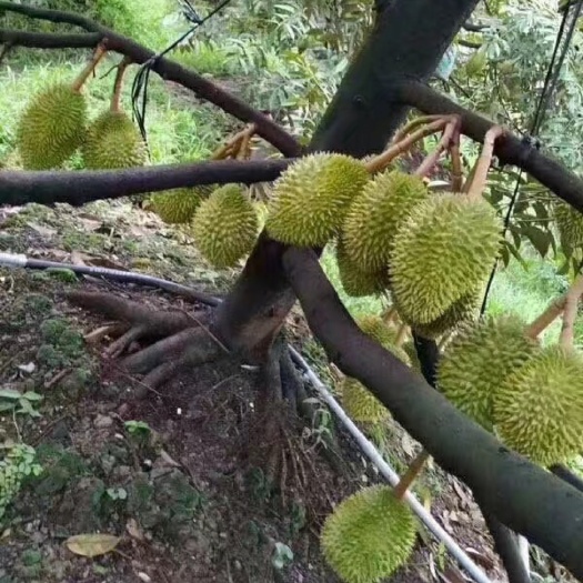 灵山县金枕榴莲苗 猫山王榴莲苗 黑刺 穆香金榴莲苗 买十送1