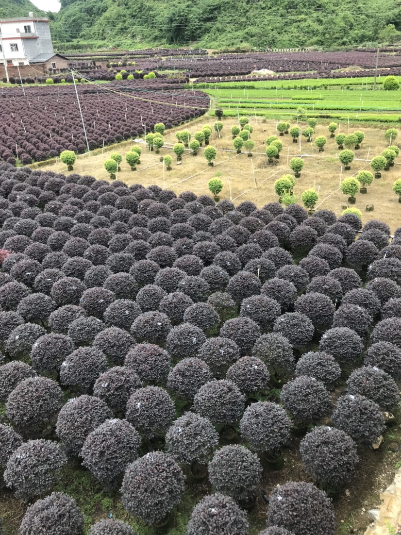 黑珍珠紅繼木  紅繼木球，紅花繼木球精品球50-120厘米都有貨，面議