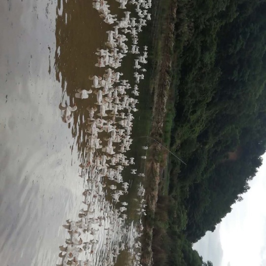 玉山县 出售1500只大三花鹅75天