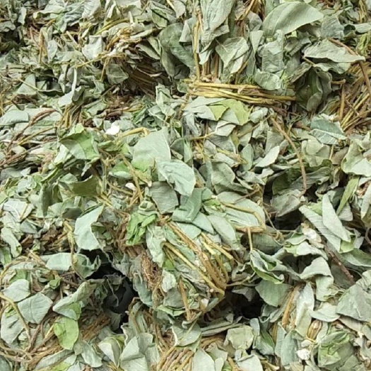 玉林大货供应｛扎把金钱草｝可批量可零售量大从优【包邮】