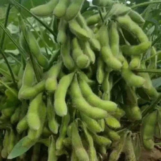 毛豆莢  精品翠綠寶