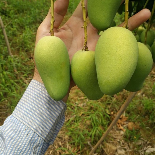 百色 我是广西百色芒果果农阿飞