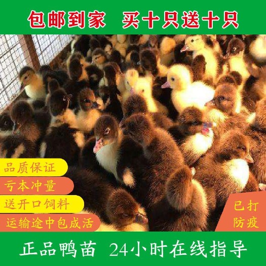 南宁麻鸭苗 西洋鸭 杂交鸭 大白鸭 麻鸭 十只起发货、买十送十、包路损