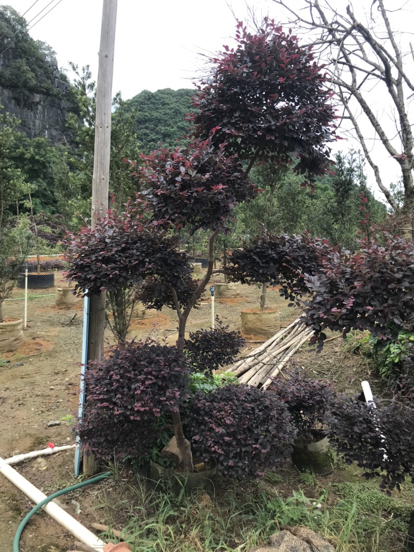 黑珍珠紅繼木  紅繼木球，紅花繼木球精品球50-120厘米都有貨，面議