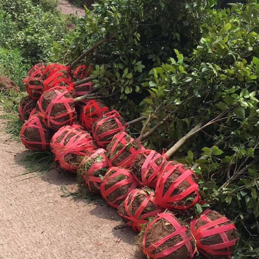 桂林山茶花   茶花1-6公分，面议详谈价格