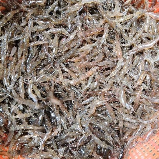 昭平县干河虾 美味河虾干