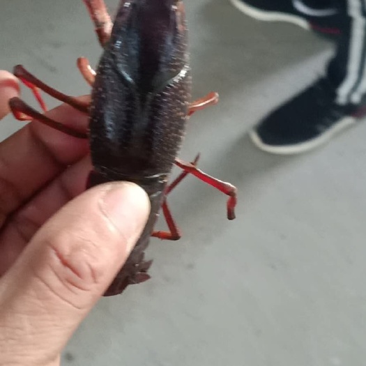 天门市清水小龙虾 精品湖虾