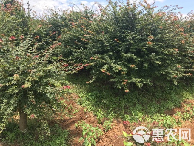 红枫 红枫供应3-20红枫