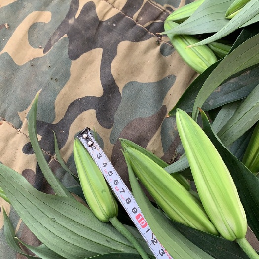 凌海市百合花 4以上