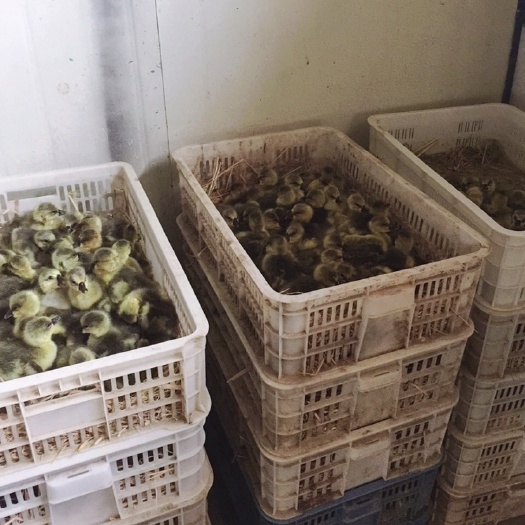 三花鹅苗  湖北天门大种马岗鹅苗，存活高，出厂打疫苗，增肥快