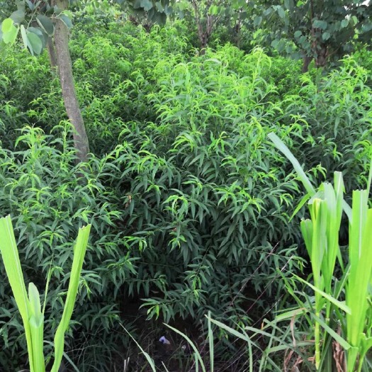 桂林绿叶碧桃 桃花5公分面议详谈价格