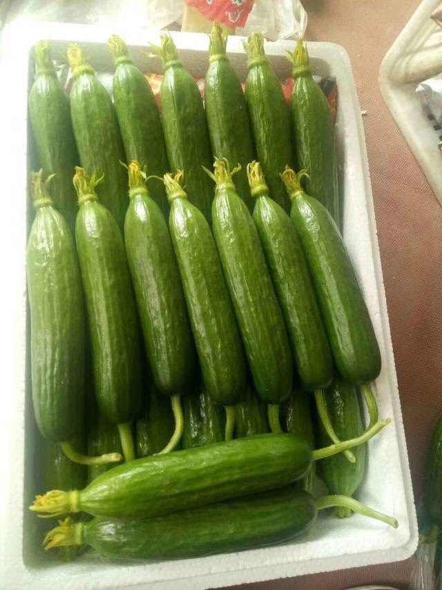 寿光蔬菜水果黄瓜