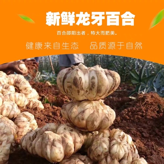 隆回县 龙牙百合