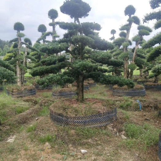 长沙县苗圃直供造型罗汉松，量大从优