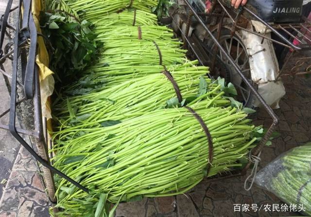  廣西博白空心菜，嫩、脆、鮮口感非常的好吃