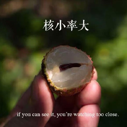 广州 广州增城果农 大量荔枝现摘