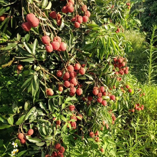 灵山县 广西灵山县，桂味，荔枝，清甜爽口