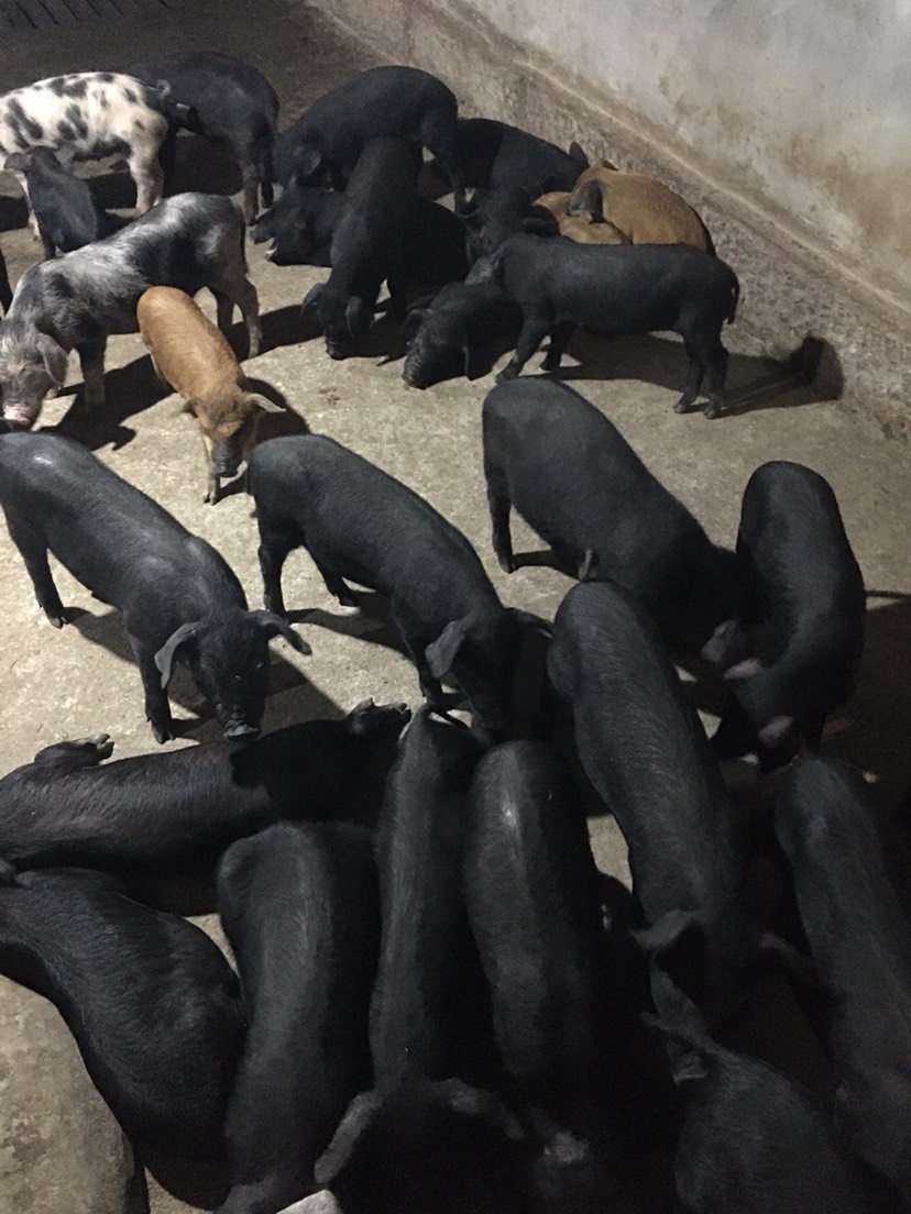 [黑猪苗批发]土黑猪苗 育肥猪苗,后背母猪,怀孕母猪,待产母猪价格1580