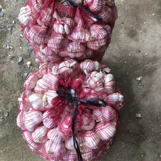 邳州市红皮蒜  邳州小蒜脱水蒜级漏子