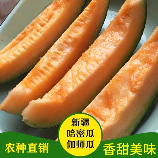 沙雅县新疆哈蜜瓜 【产地直供】新疆伽师瓜新鲜当季水果农种直销网纹瓜天然健康哈密