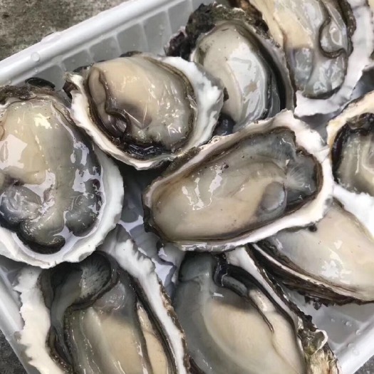 饶平县 地摊烧烤半壳生蚝汫洲深海蚝牡蛎鲜活全壳半壳
