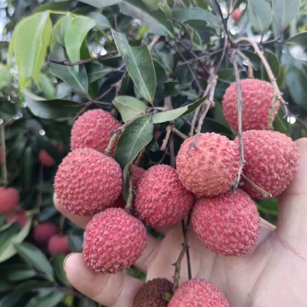  广西灵山县，桂味，荔枝，清甜爽口