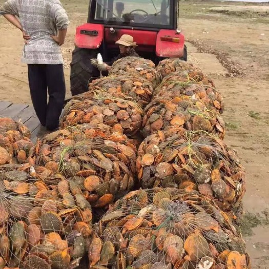 湛江黄金贝  黄金扇贝贝类水产湛江扇贝养殖场直销
