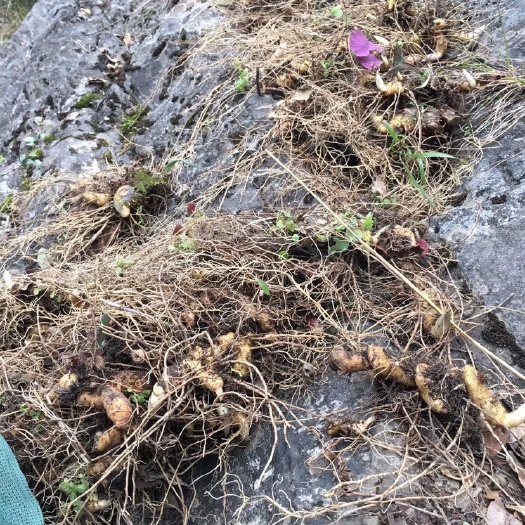 石台县 黄精，药食同源之上品，煲汤、泡茶等，食之可以身体健康有益健康