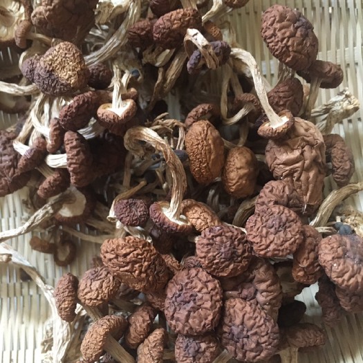 龙川县农家茶树菇