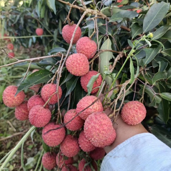  广西灵山县，桂味，荔枝，清甜爽口