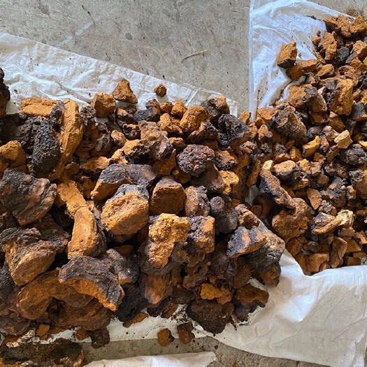 东宁市俄罗斯桦树茸 散装 整块