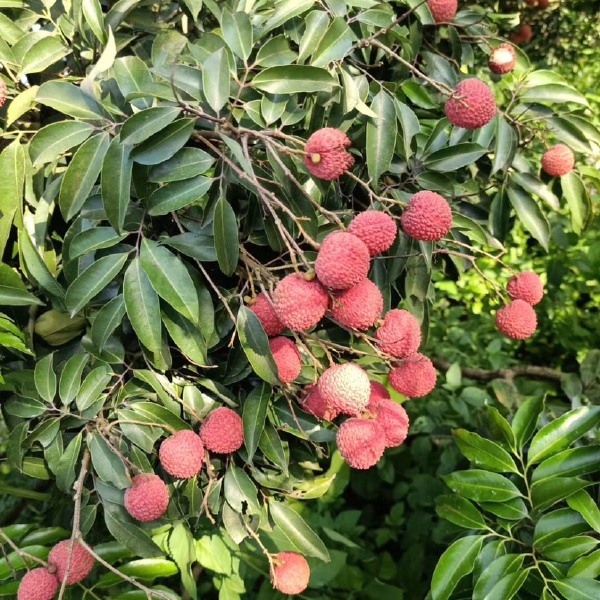  广西灵山县，桂味，荔枝，清甜爽口