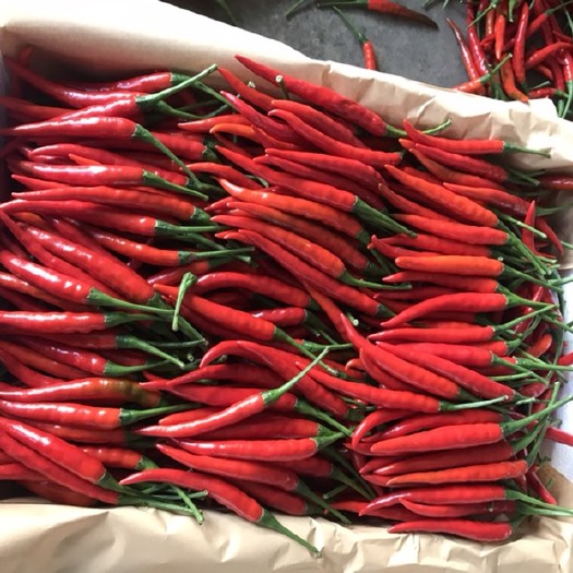 建水县小米椒 精品艳红椒