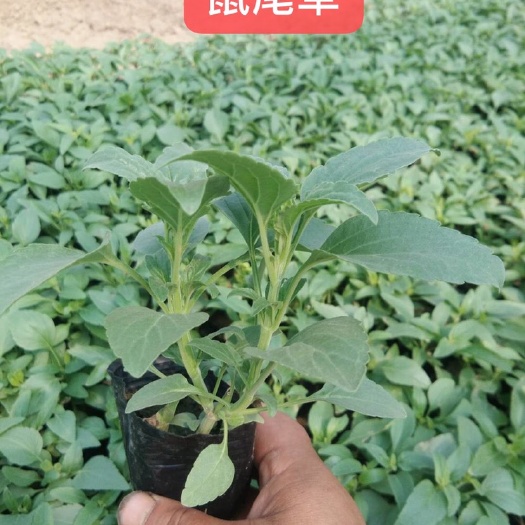 青州市 鼠尾草