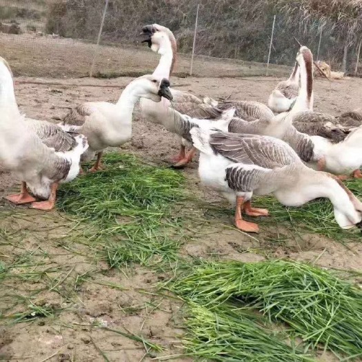 广州 狮头鹅苗