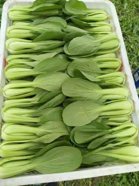 金品28青梗菜  持续稳定，质量保证
