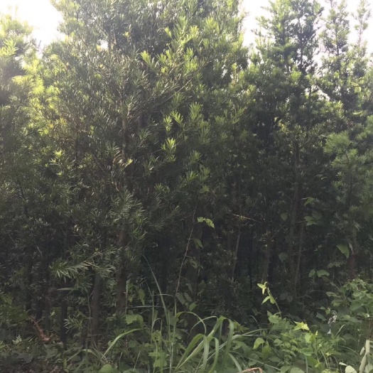 桂林 罗汉松占地罗汉松大量供应，2-10公分，价格面议详谈。