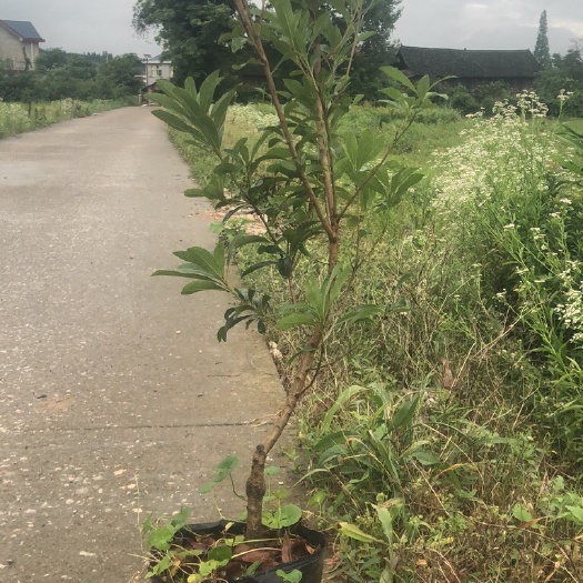 靖州县南方杨梅苗 杨梅杯苗