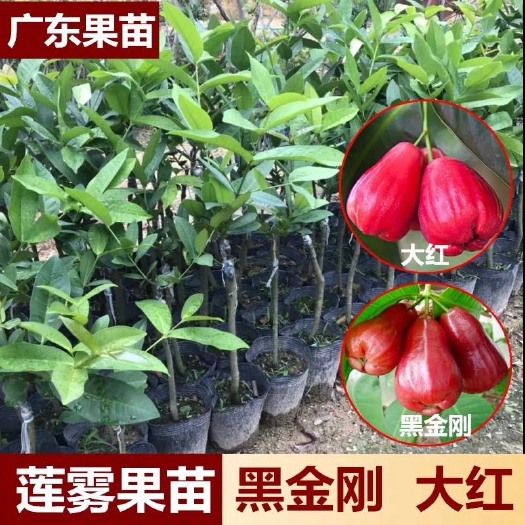 揭阳 莲雾苗 大红叶黑金刚黑糖芭嫁接苗 实生苗
